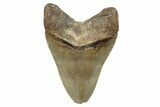 Bargain, Fossil Megalodon Tooth - Serrated Blade #275210-2